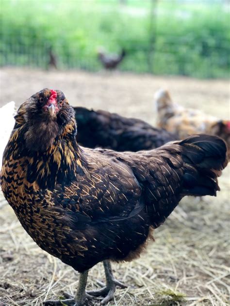 Ameraucana Chicken Breed Information & Guide .